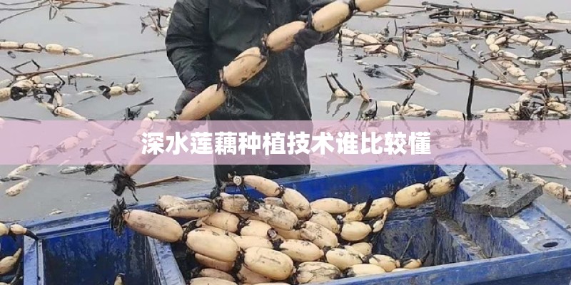 深水莲藕种植技术谁比较懂