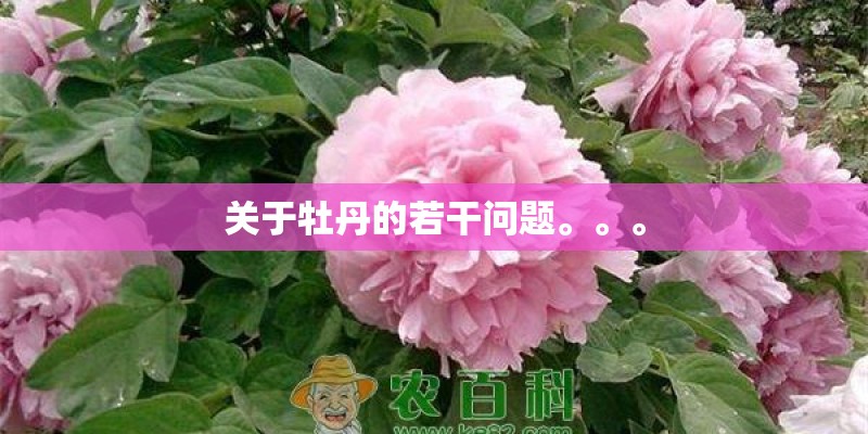 关于牡丹的若干问题。。。