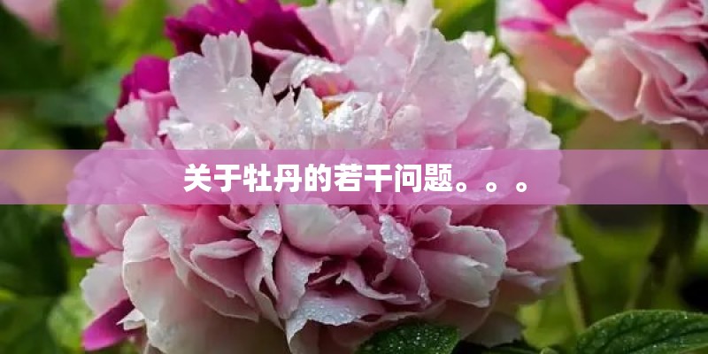 关于牡丹的若干问题。。。