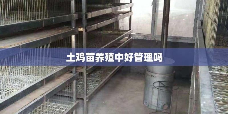 土鸡苗养殖中好管理吗