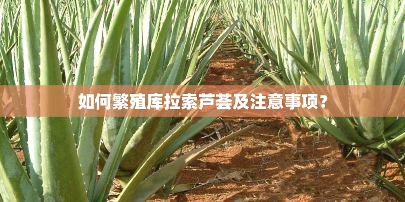 如何繁殖库拉索芦荟及注意事项？