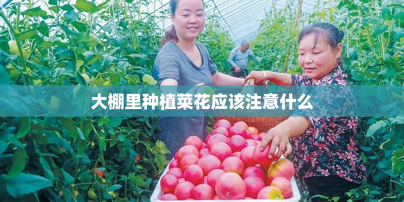 大棚里种植菜花应该注意什么