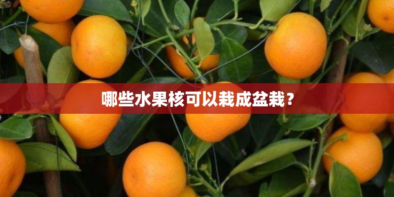 哪些水果核可以栽成盆栽？