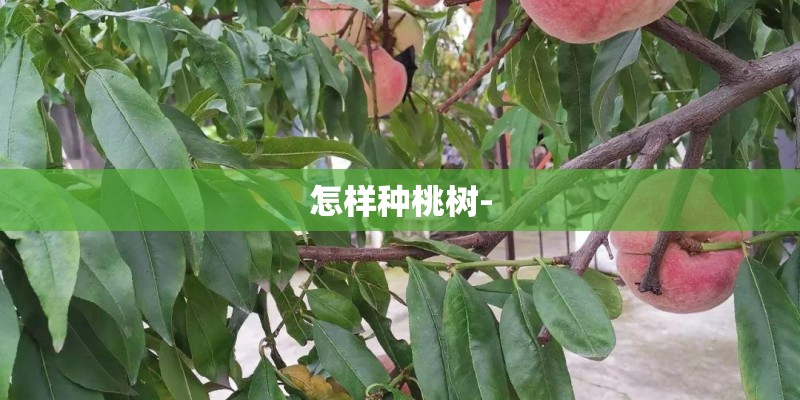 怎样种桃树-