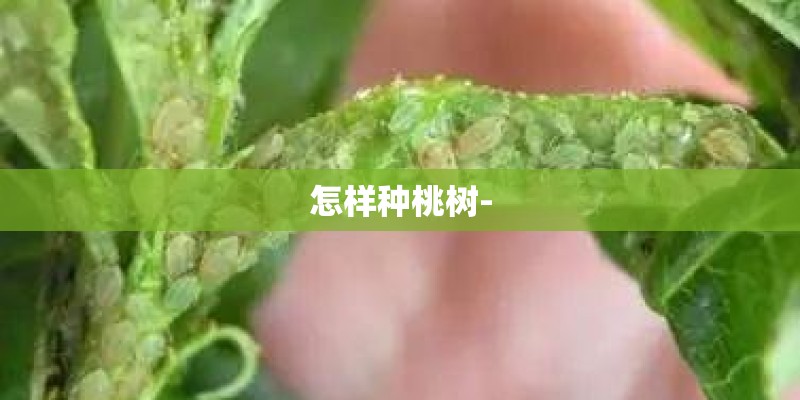 怎样种桃树-