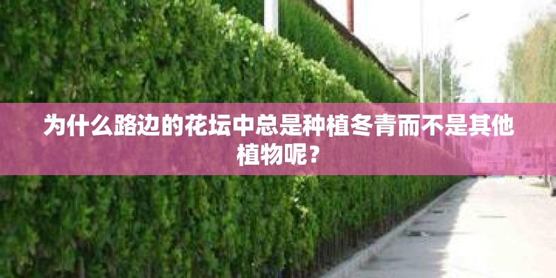 为什么路边的花坛中总是种植冬青而不是其他植物呢？