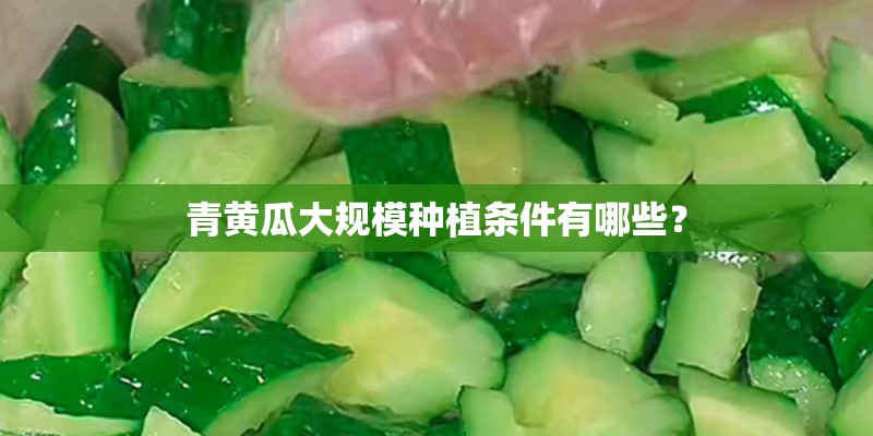 青黄瓜大规模种植条件有哪些？