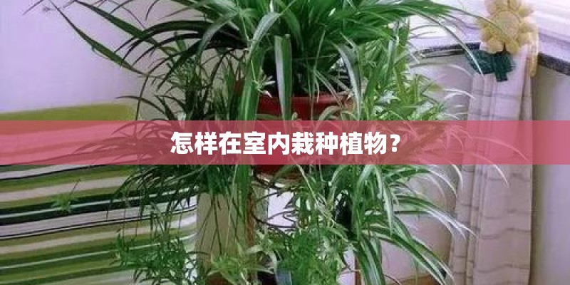 怎样在室内栽种植物？