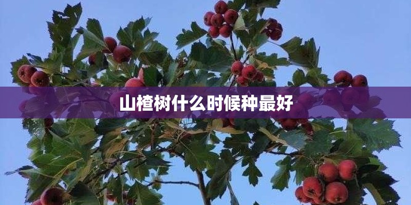 山楂树什么时候种最好
