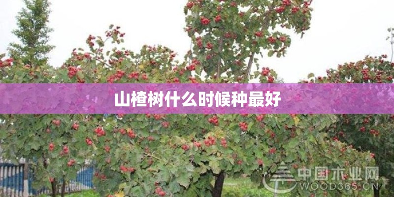 山楂树什么时候种最好