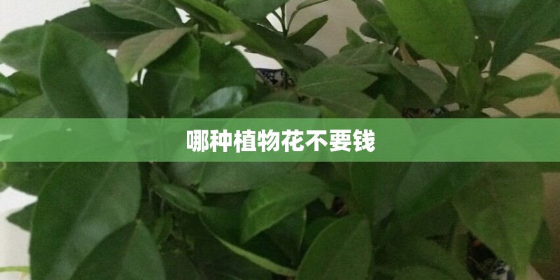 哪种植物花不要钱