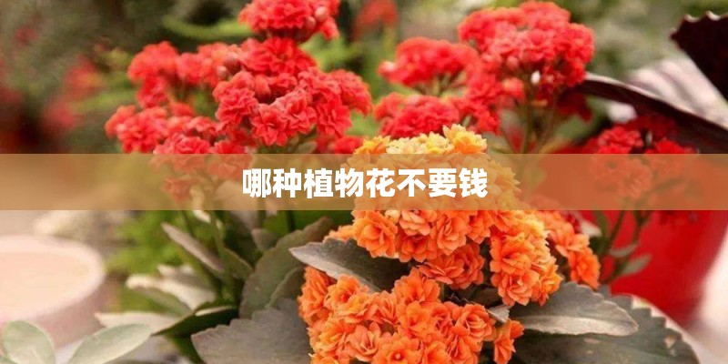 哪种植物花不要钱