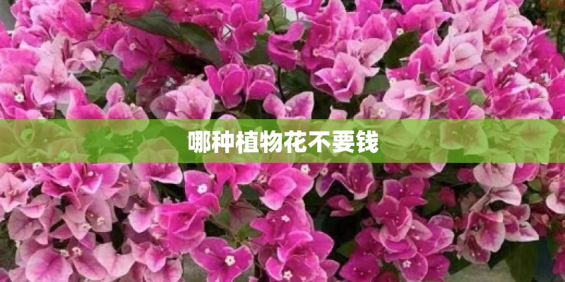 哪种植物花不要钱