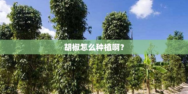 胡椒怎么种植啊？