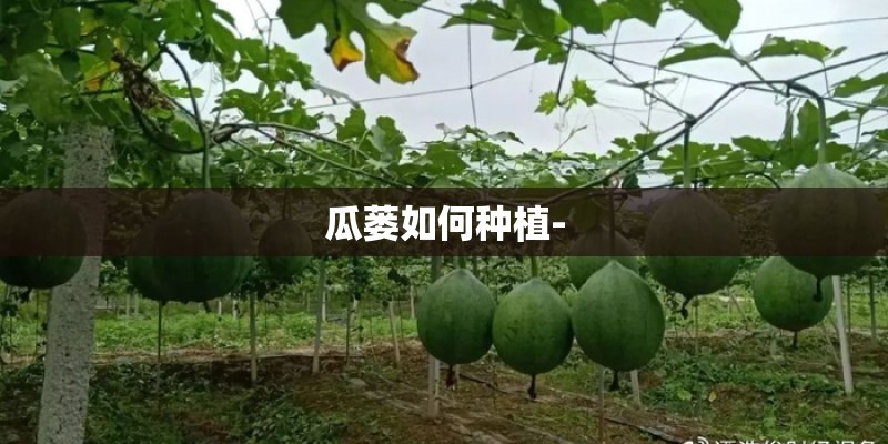 瓜蒌如何种植-