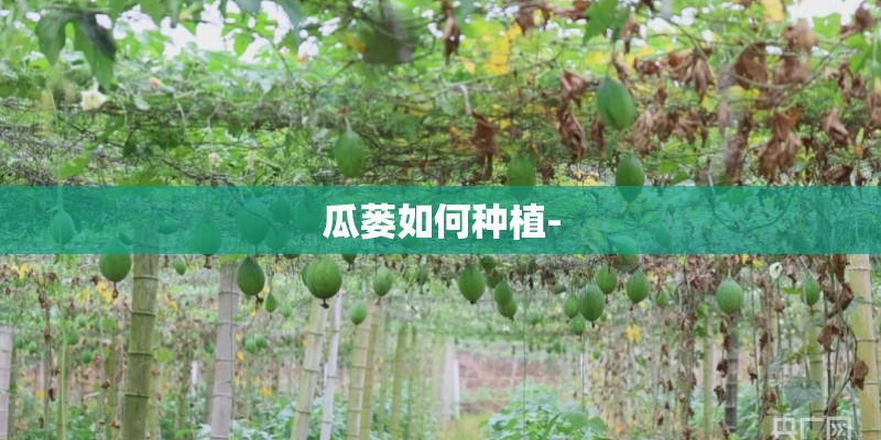 瓜蒌如何种植-