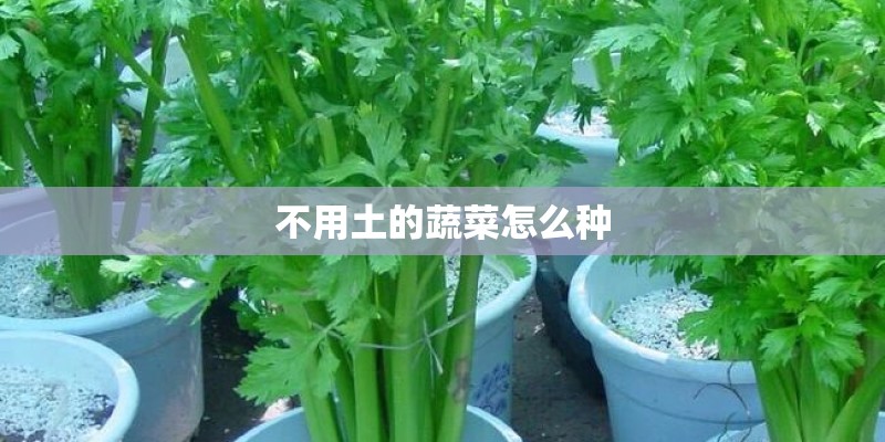 不用土的蔬菜怎么种