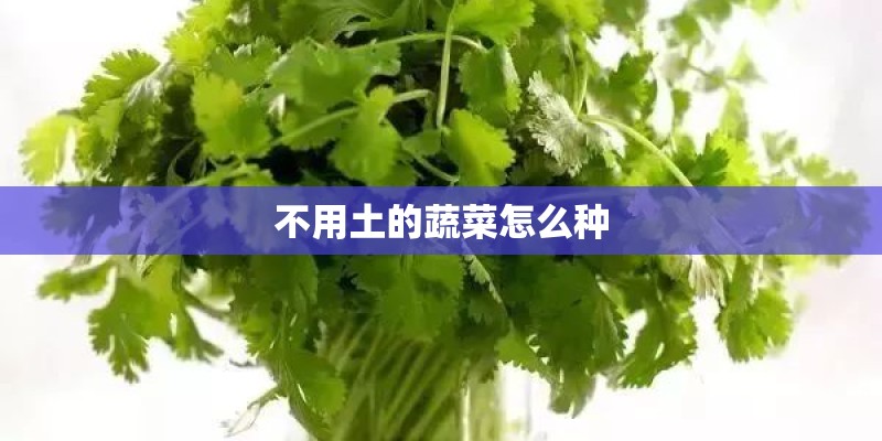 不用土的蔬菜怎么种