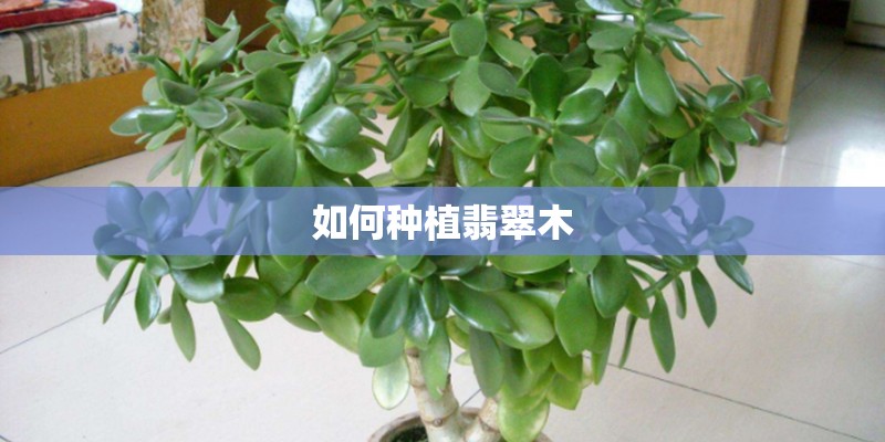 如何种植翡翠木