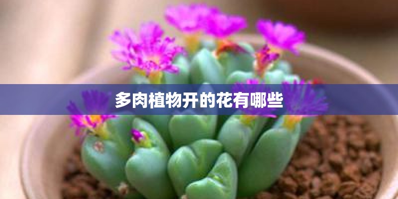 多肉植物开的花有哪些