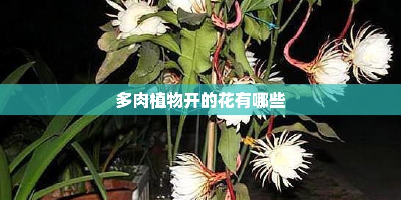 多肉植物开的花有哪些