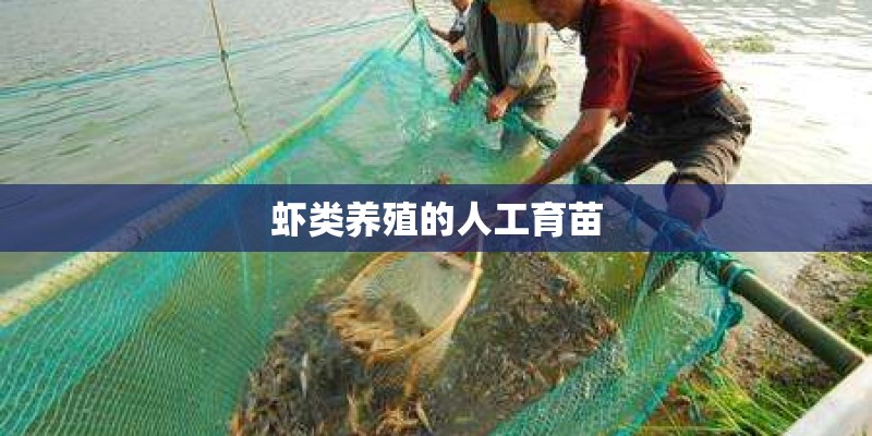 虾类养殖的人工育苗
