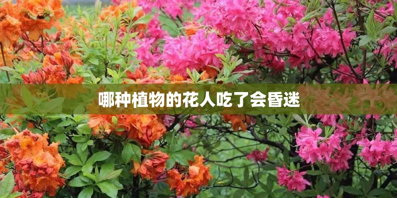 哪种植物的花人吃了会昏迷