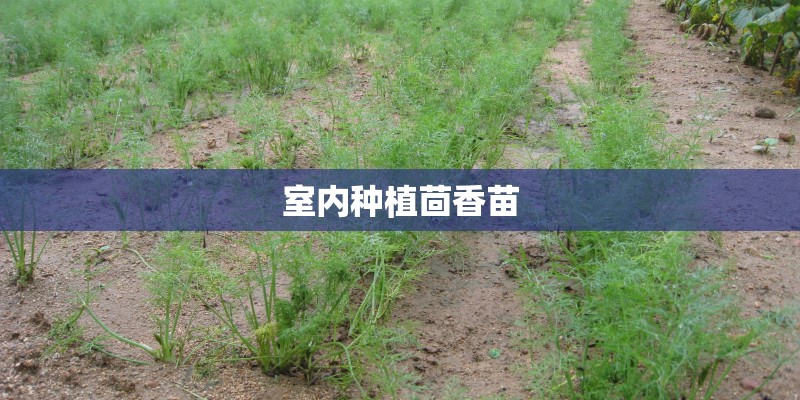 室内种植茴香苗