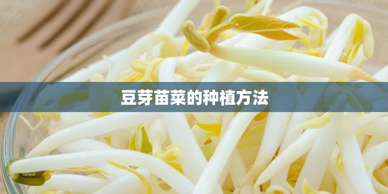 豆芽苗菜的种植方法