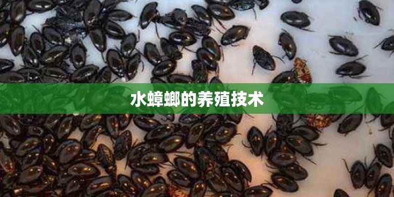 水蟑螂的养殖技术