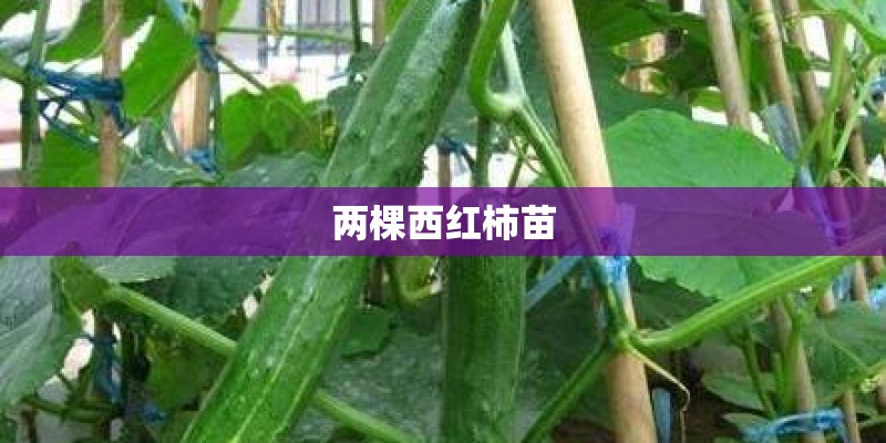 两棵西红柿苗