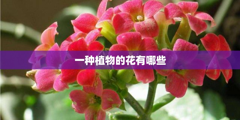 一种植物的花有哪些