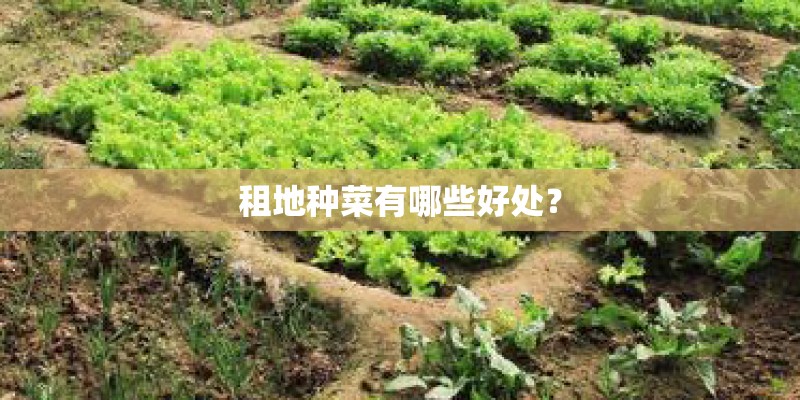 租地种菜有哪些好处？