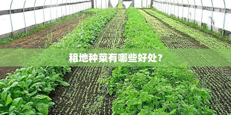 租地种菜有哪些好处？