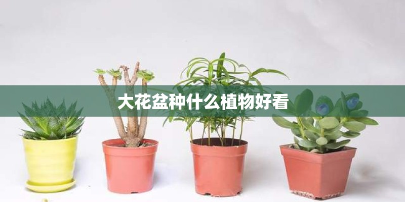 大花盆种什么植物好看
