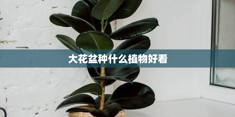 大花盆种什么植物好看