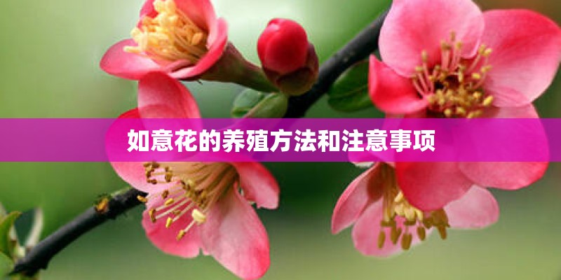 如意花的养殖方法和注意事项
