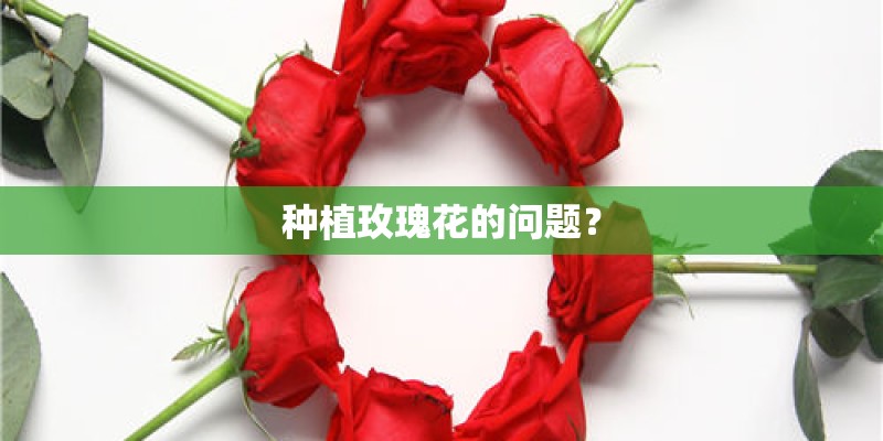 种植玫瑰花的问题？