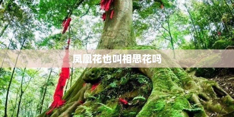 凤凰花也叫相思花吗