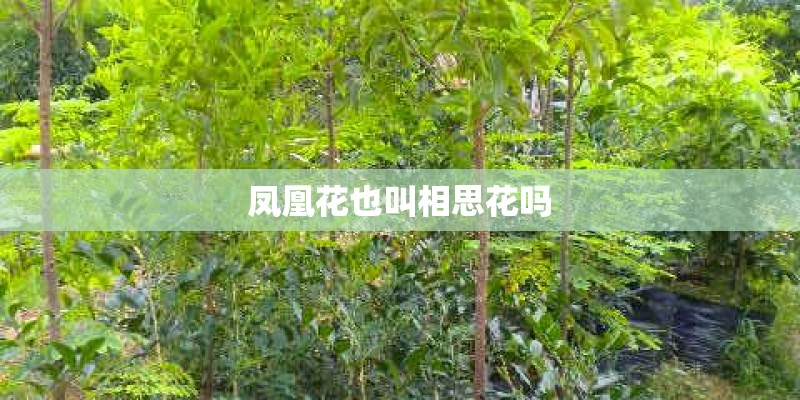 凤凰花也叫相思花吗
