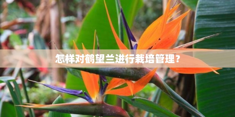 怎样对鹤望兰进行栽培管理？