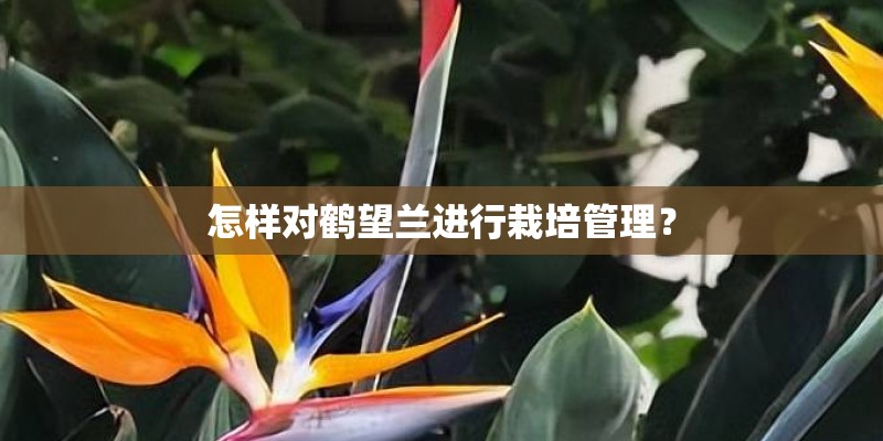 怎样对鹤望兰进行栽培管理？