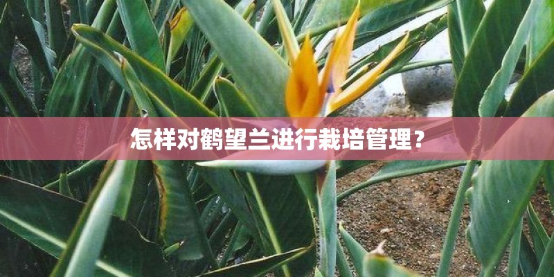 怎样对鹤望兰进行栽培管理？