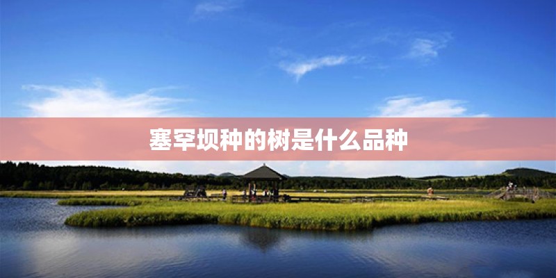 塞罕坝种的树是什么品种