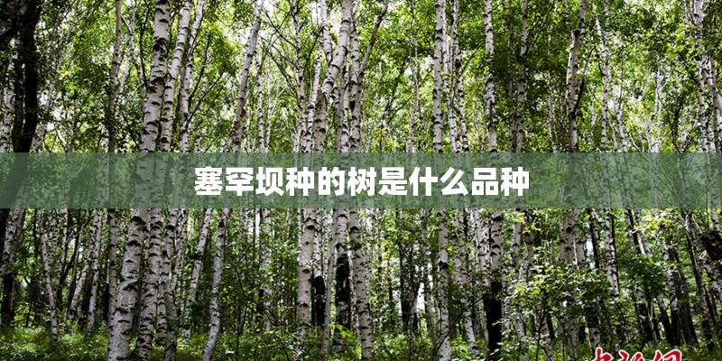 塞罕坝种的树是什么品种