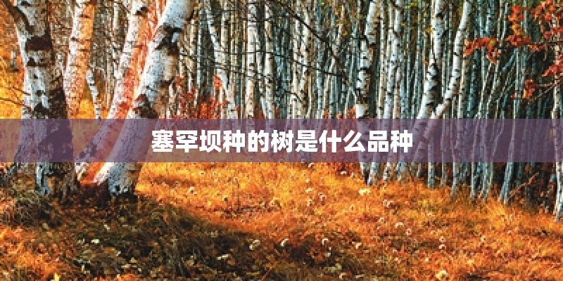 塞罕坝种的树是什么品种