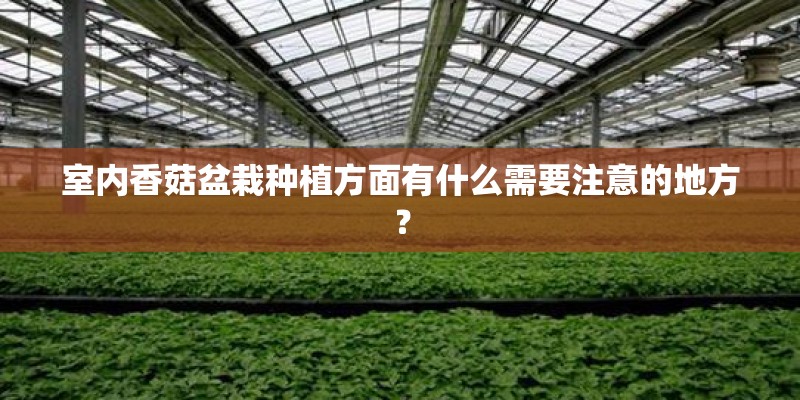 室内香菇盆栽种植方面有什么需要注意的地方? 室内香菇盆栽种植方面有什么需要注意的地方?