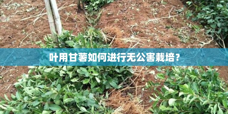 叶用甘薯如何进行无公害栽培？