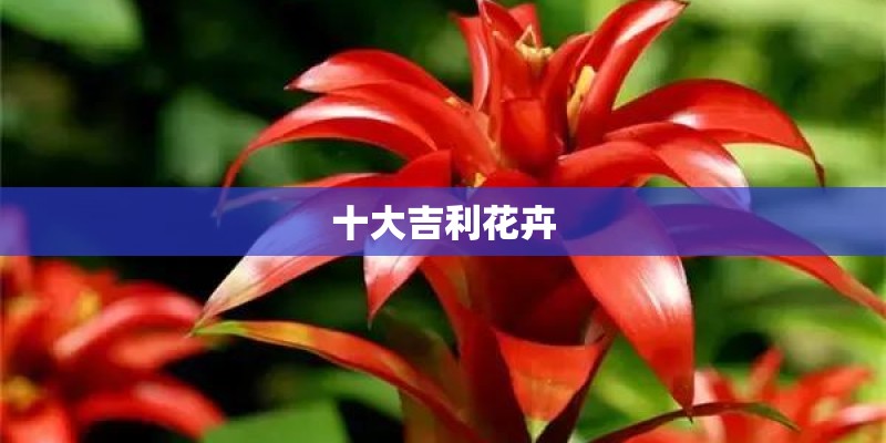 十大吉利花卉