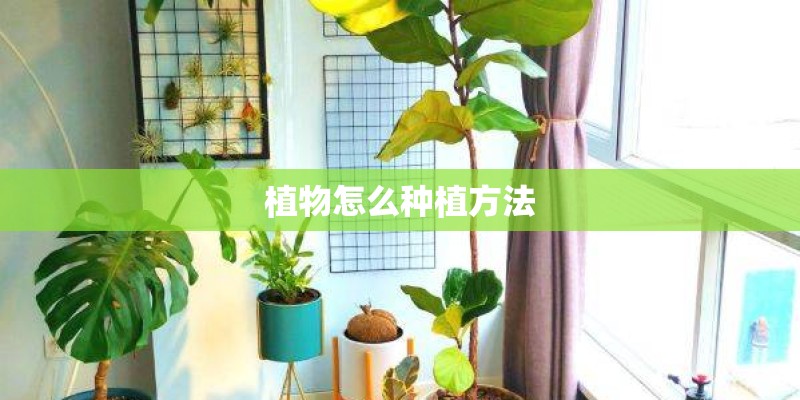 植物怎么种植方法